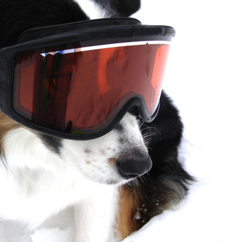 Australian Shepherd Dog in Snow