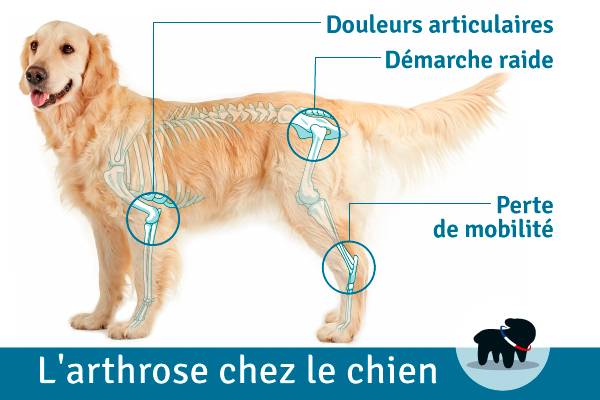 L’arthrose chez le chien et le chat – Nouveau traitement (article et ...