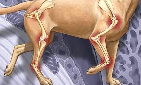 L'arthrose chez le chien - Clinique Vétérinaire MERMOZ